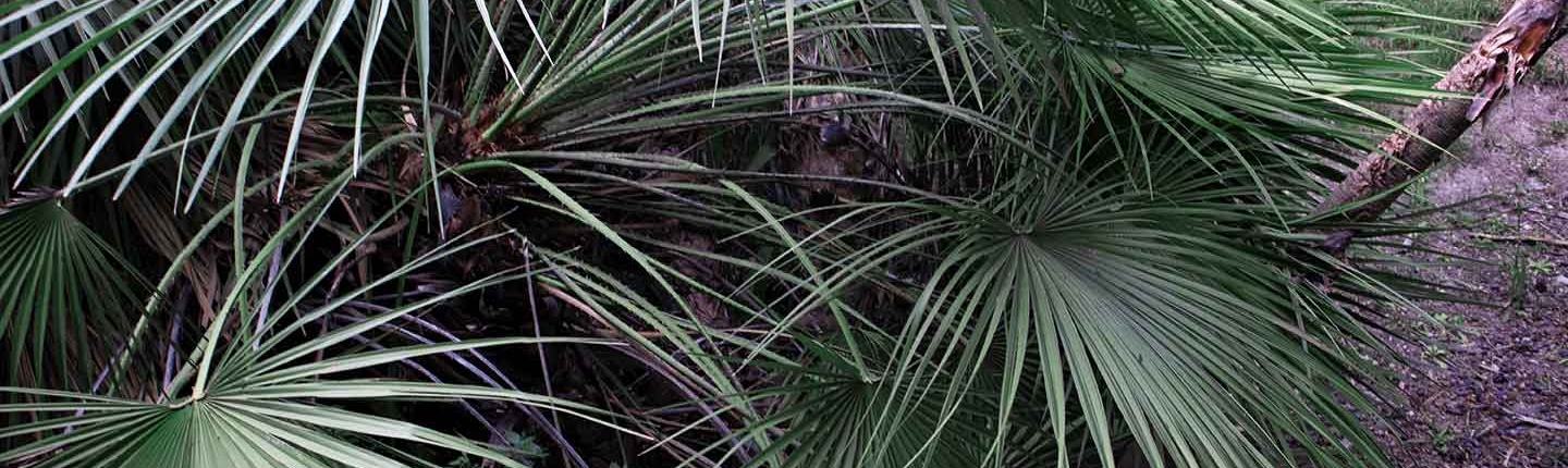 palme | orto botanico
