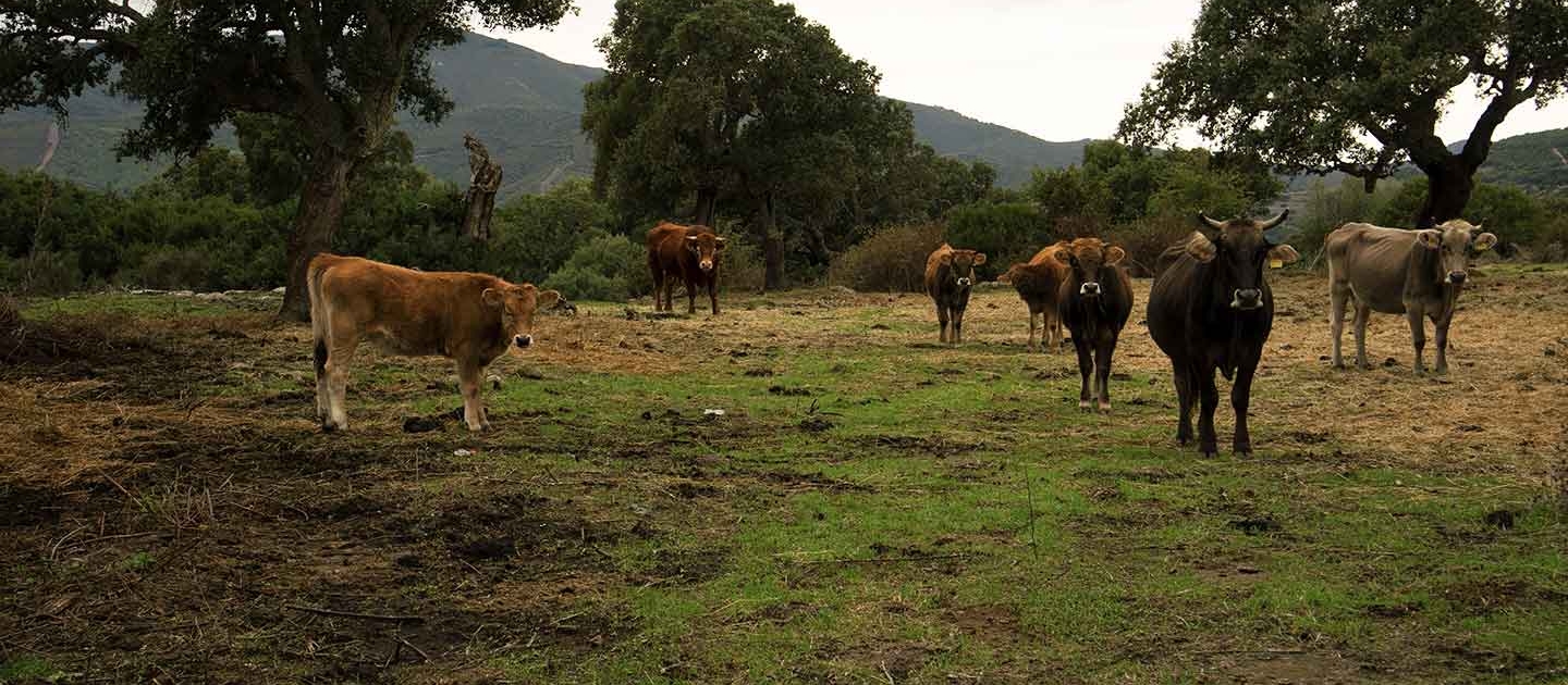 mucche nel cammino dei viaggianti