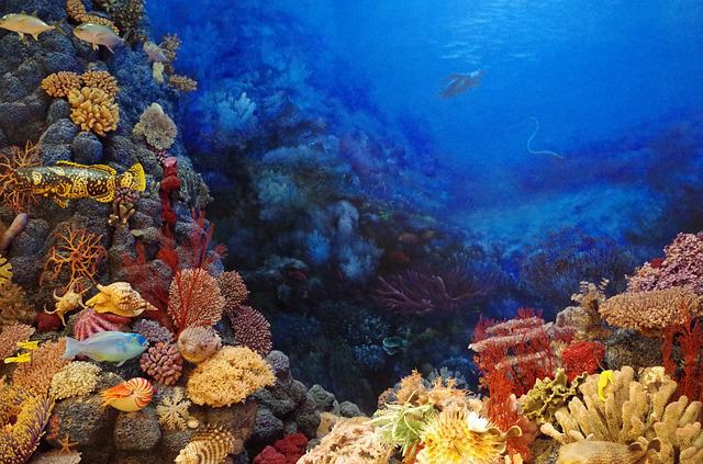 Pesci e barriera corallina| creme solari 2022